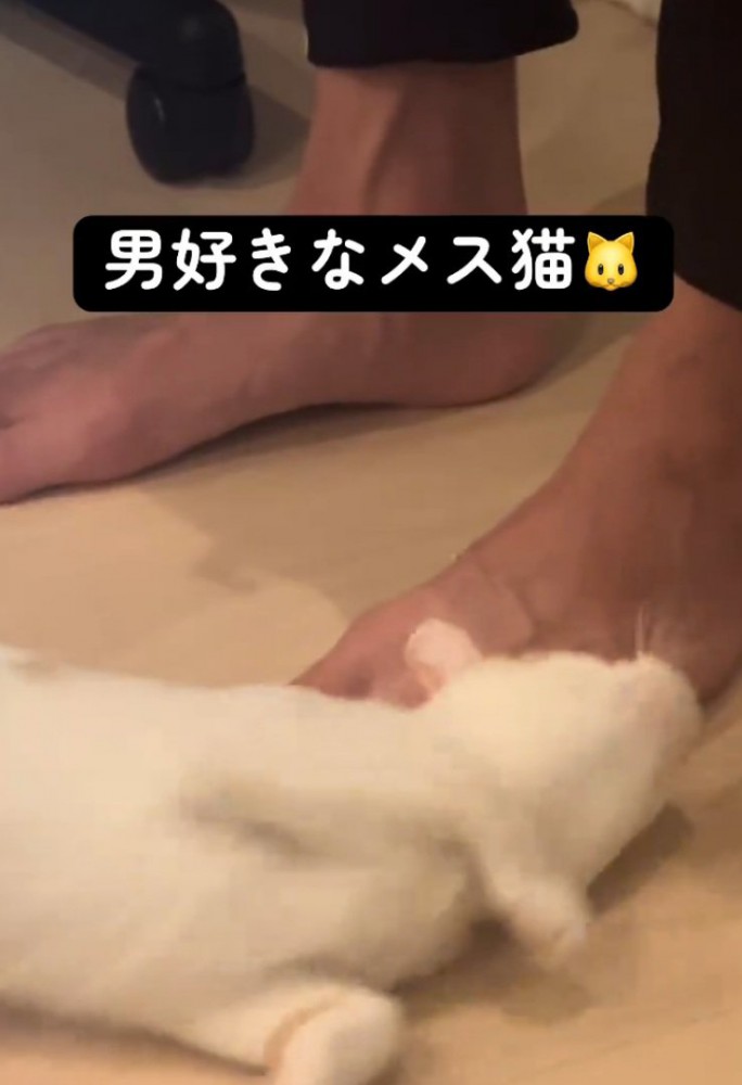 足にスリスリする猫