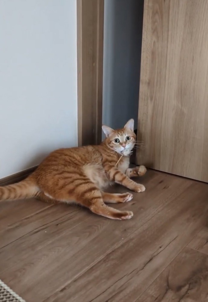 ドアの前転で倒れる猫