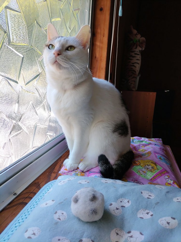 窓際でお座りする猫