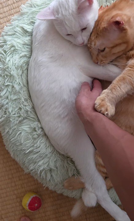 くっついている2匹の猫