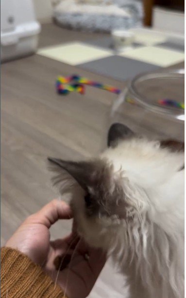 手のひらの上におやつを乗せた人とおやつを食べようとしている猫