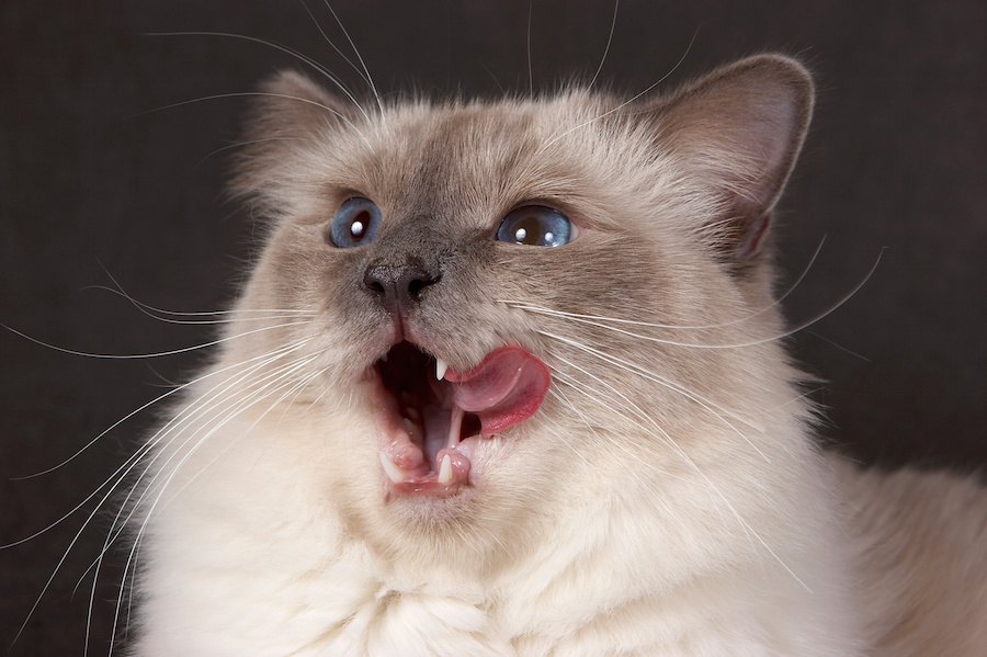 猫は食べ物の温度が鼻でわかる!?猫舌の真実も解説 | ねこちゃんホンポ