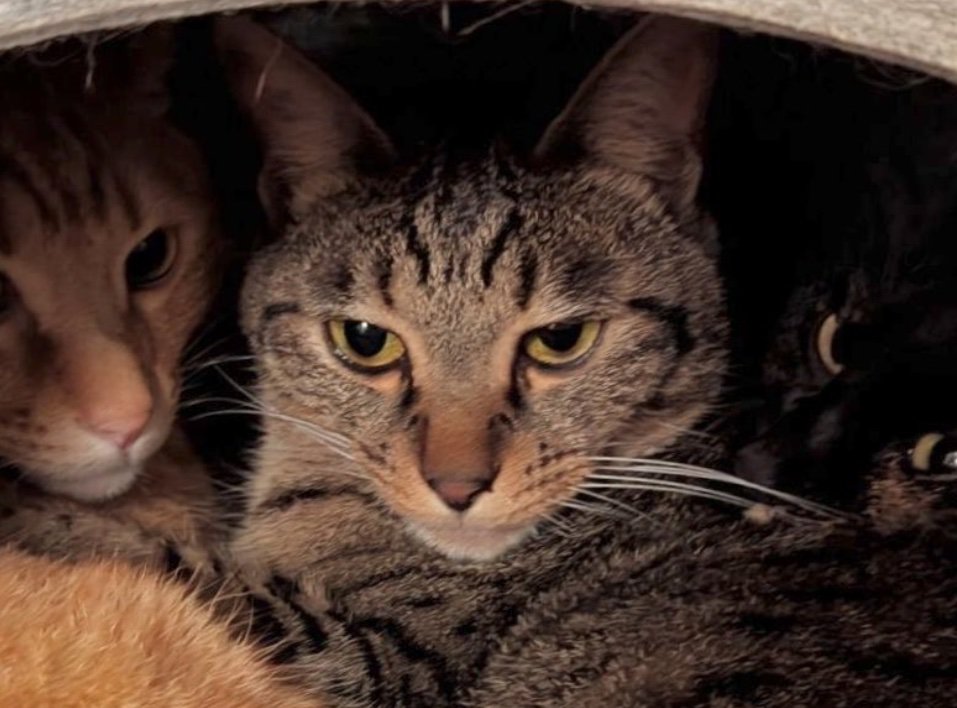 正面を向く猫