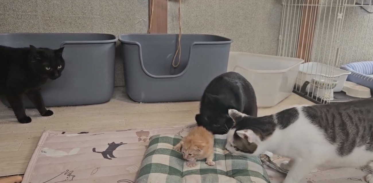 子猫の周りに集まる猫たち
