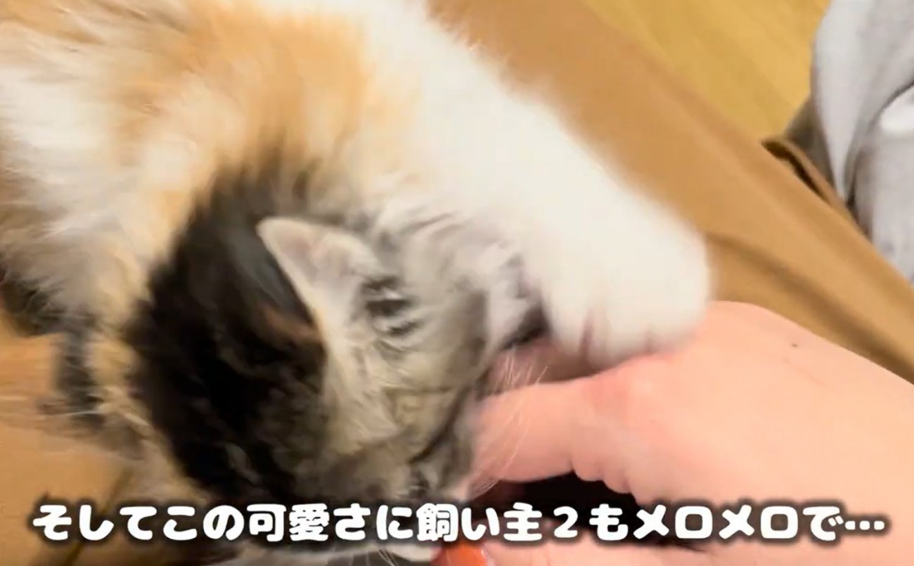手に甘える子猫（そしてこの可愛さに飼い主2もメロメロで…）