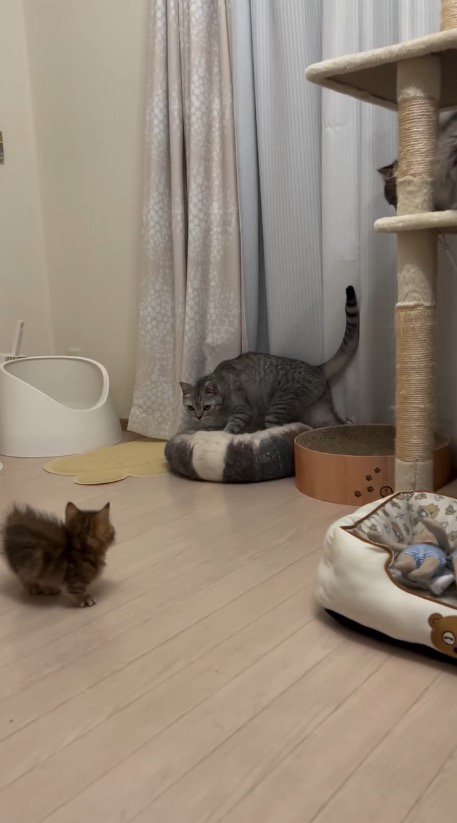 スコティッシュフォールドと見つめ合う子猫