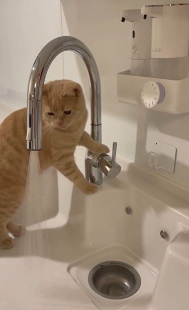 流しに立っている猫