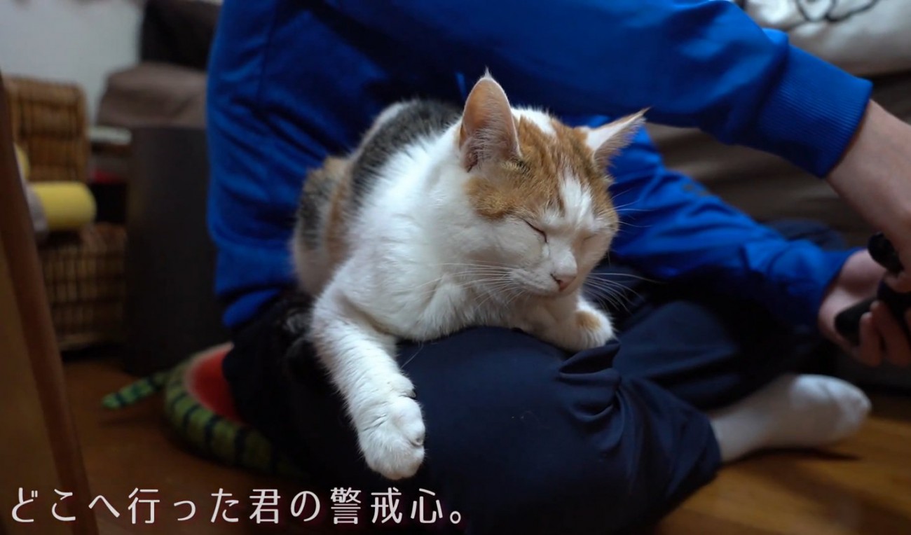 くつろぐ猫