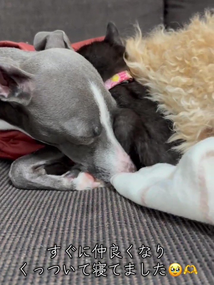 犬たちの間で寝る子猫