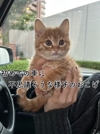 車の中で抱っこされる子猫