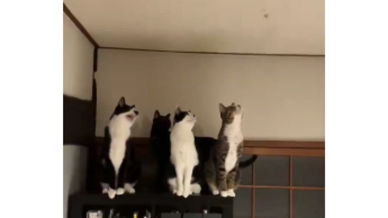 室内にいる猫たち