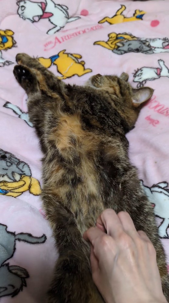 眠っている猫のお腹を撫でる飼い主