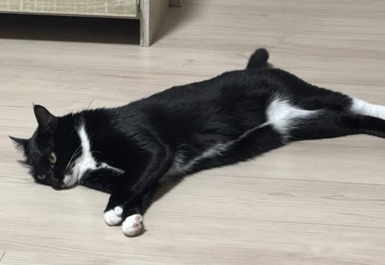 カッコイイ目つきの猫