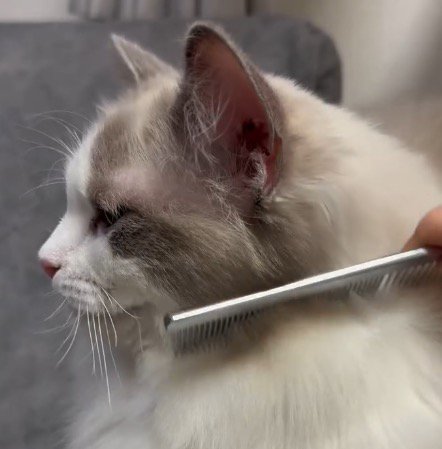 ブラッシングされて目を閉じる猫