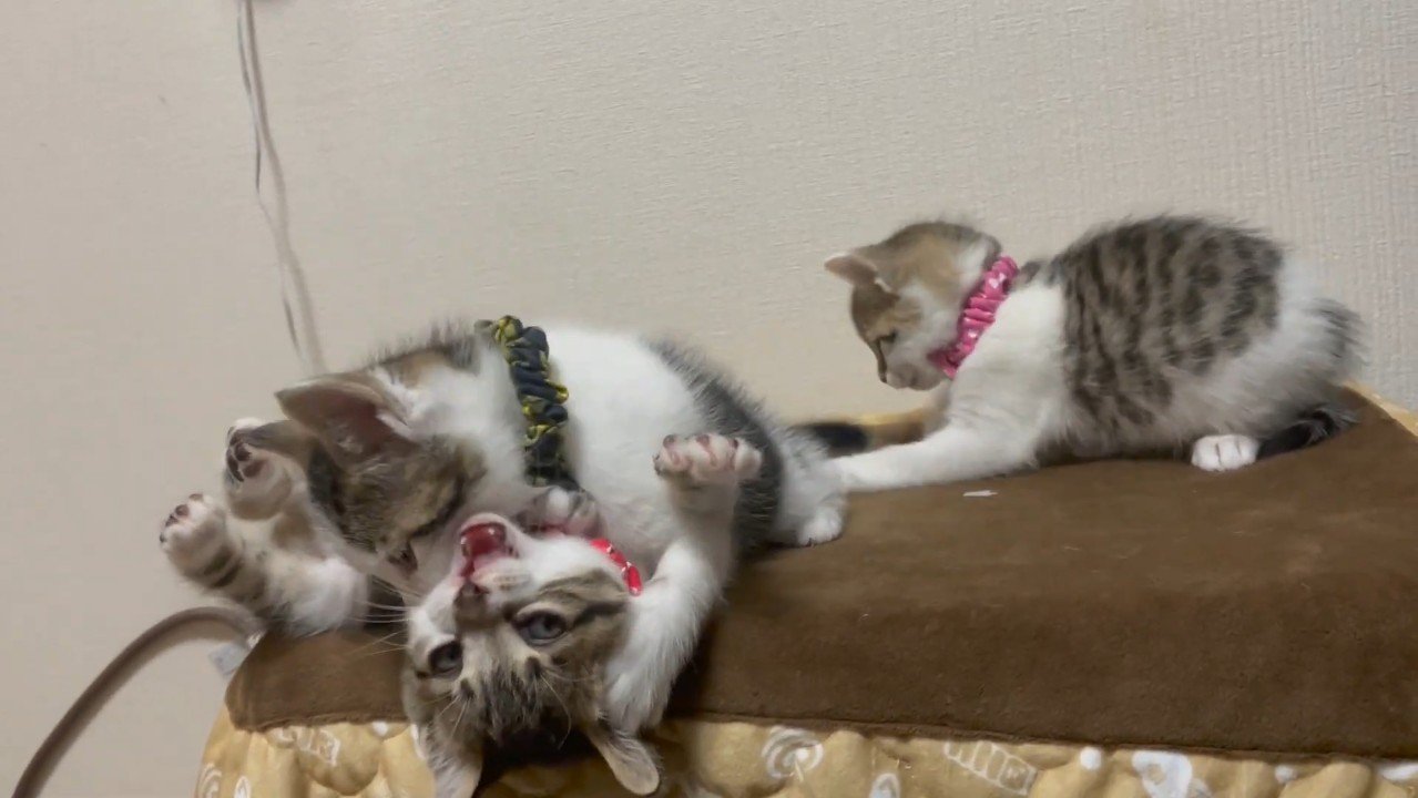 口を開けるレッドちゃん