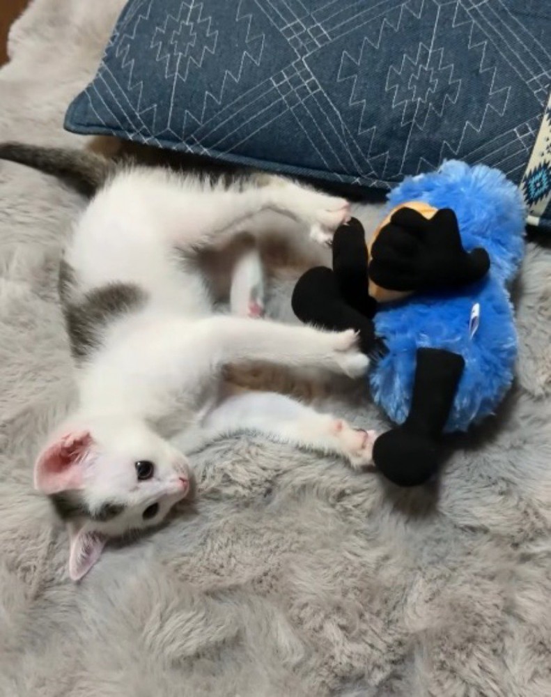 足を伸ばして、ぬいぐるみを自分から離す子猫