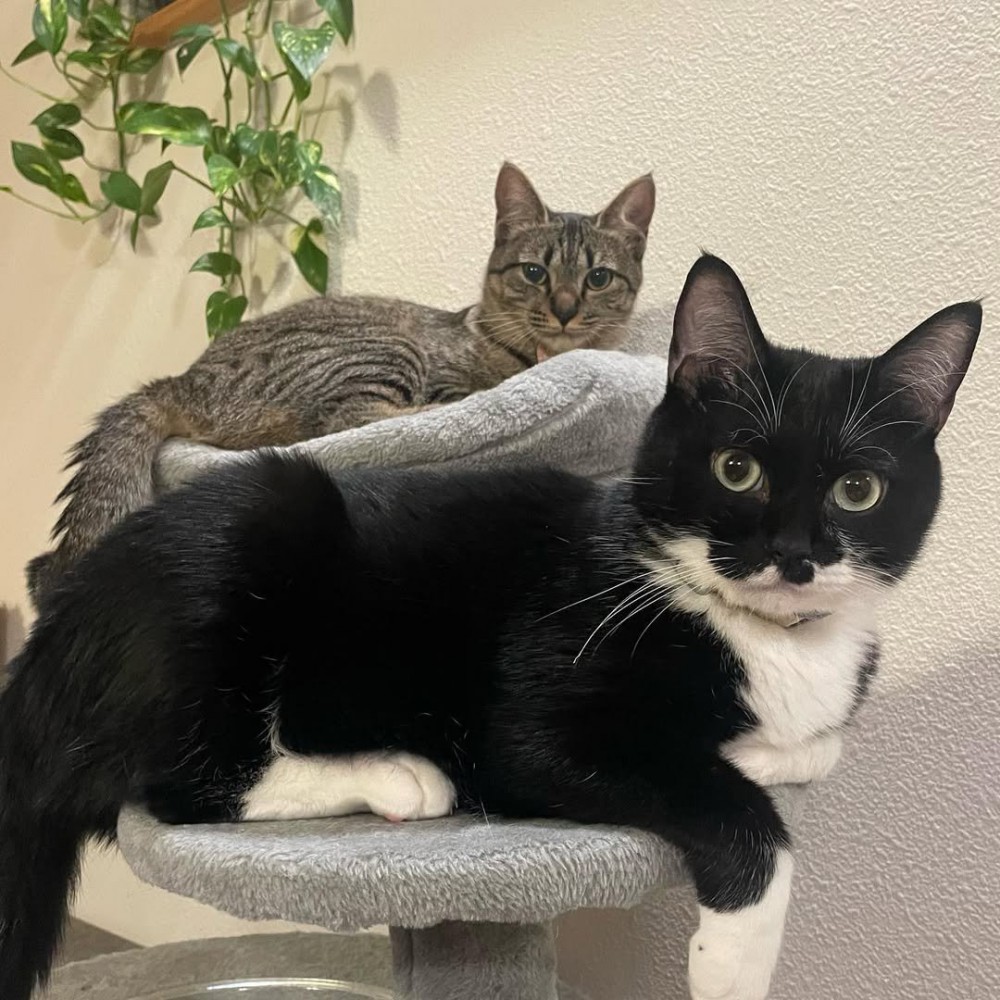 キャットタワーに乗る2匹の猫