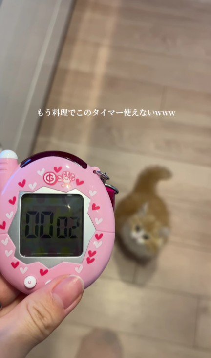 キッチンタイマーと子猫