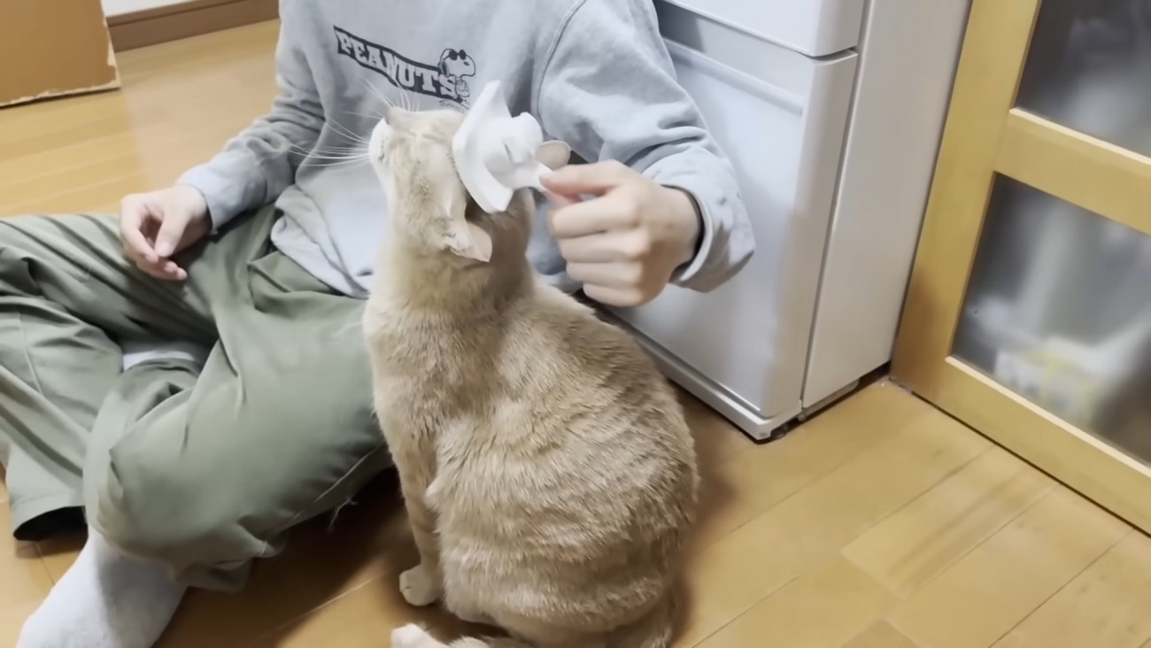 頭のブラッシングを受ける猫