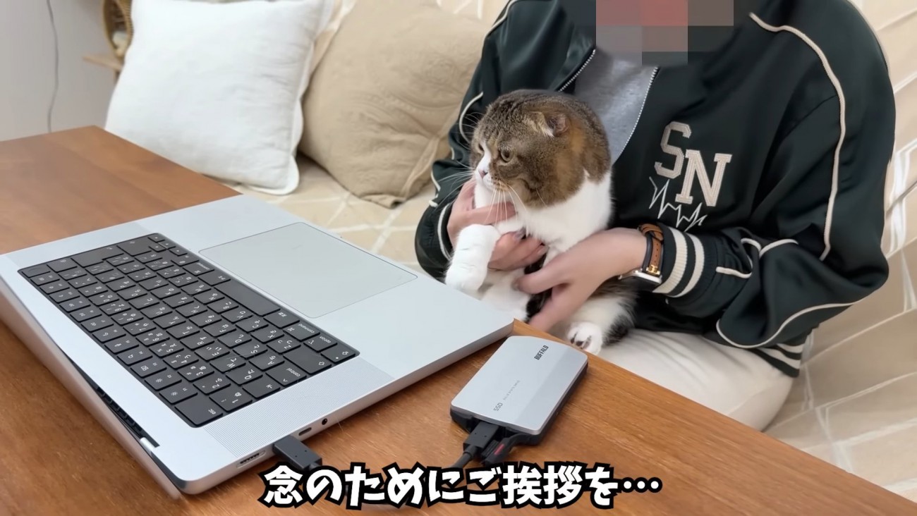 人のひざに乗る折れ耳の猫