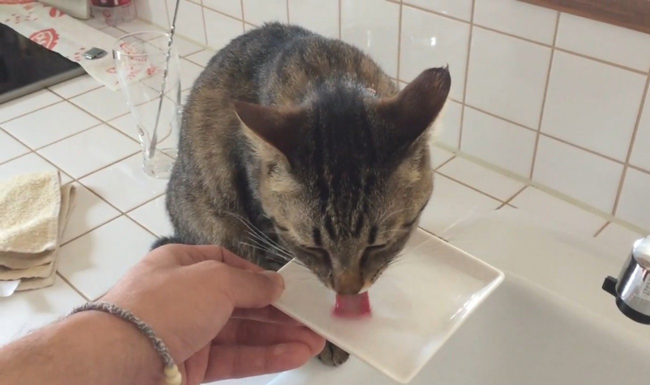 飼い主が持つお皿から水を飲むキジトラ猫