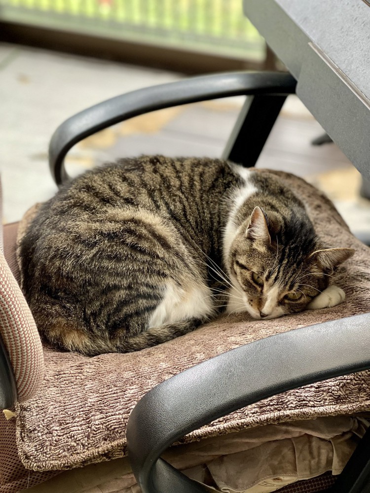 椅子に丸まって眠る猫