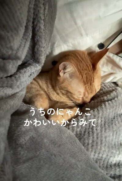 飼い主の布団で寝ている茶トラ猫