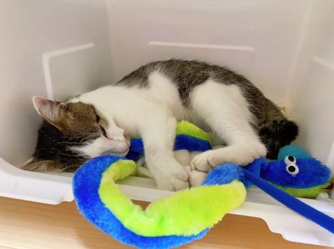 ぬいぐるみを抱えて白い箱の中で寝ている猫