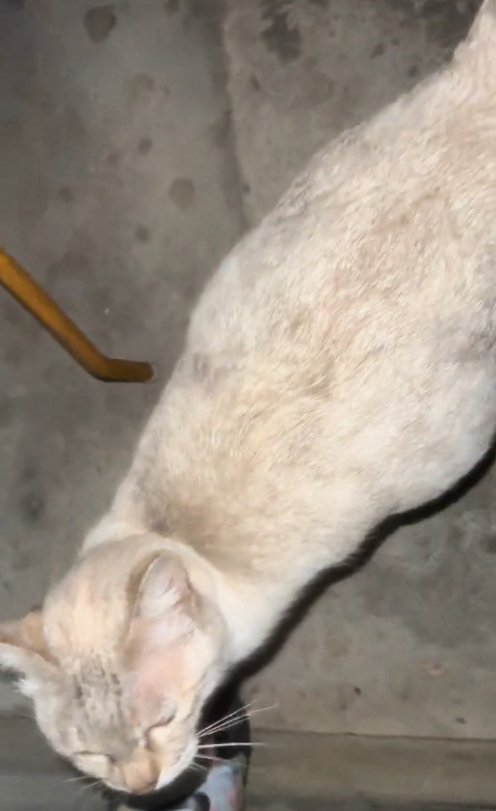 コンクリートの上に立っているお腹の大きい猫