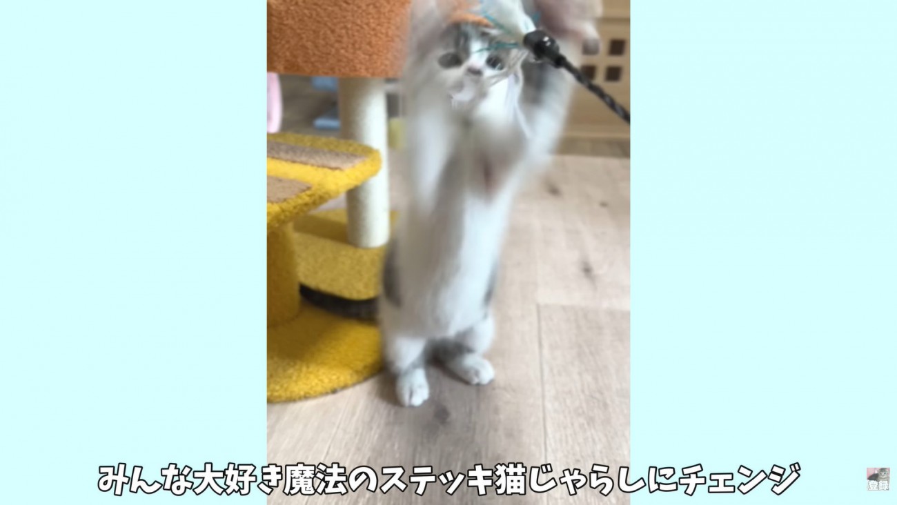 テロップ「みんな大好き～」