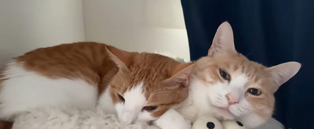 ベッドの上で寝ている二匹の猫