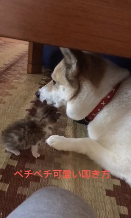 伏せている犬の近くにいる小さな子猫