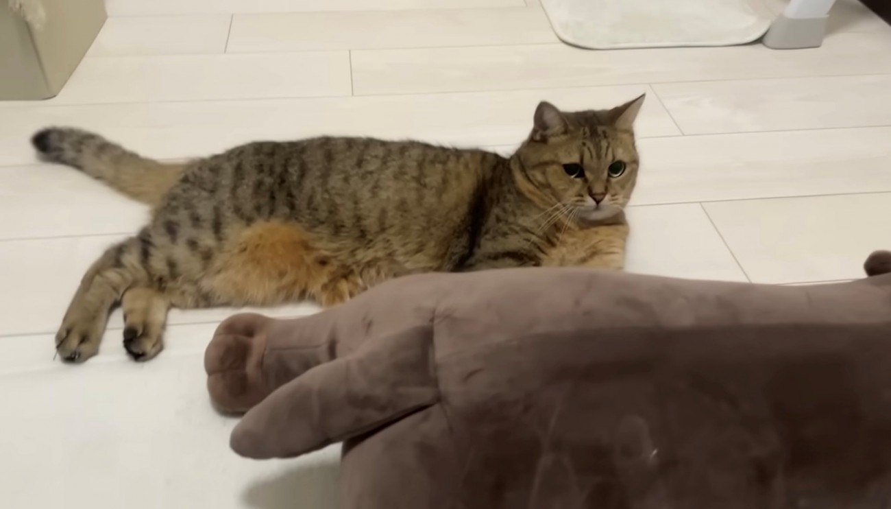 ぬいぐるみの横で横になる猫