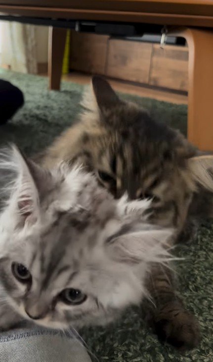 猫から逃げる子猫