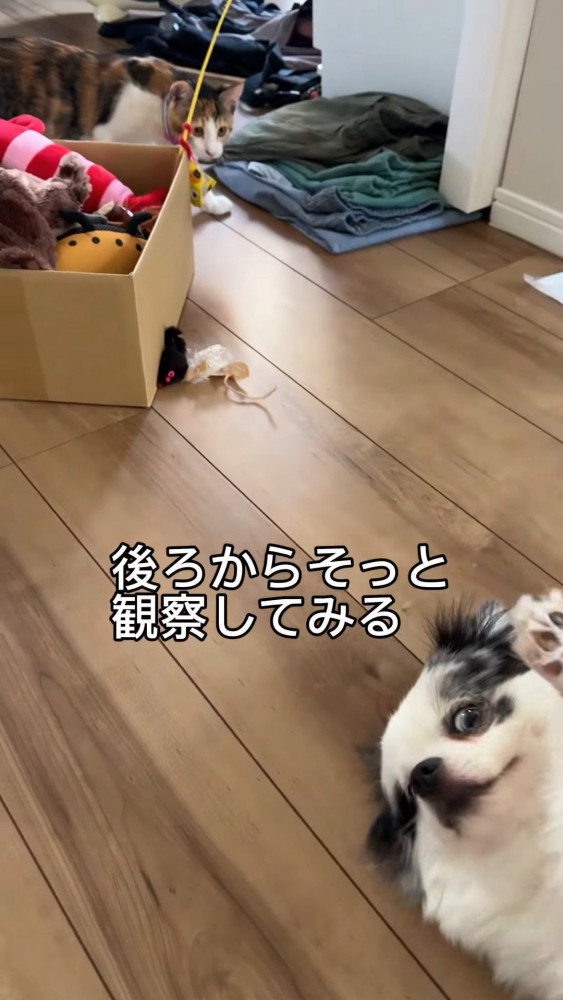 箱に隠れて犬を見る猫