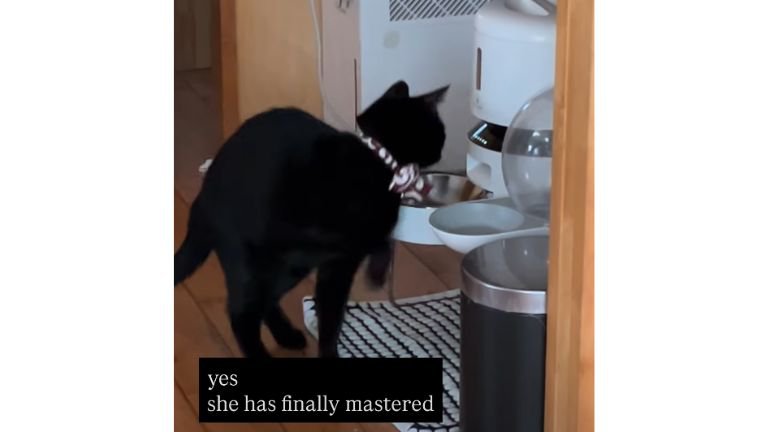 猫と自動給餌器