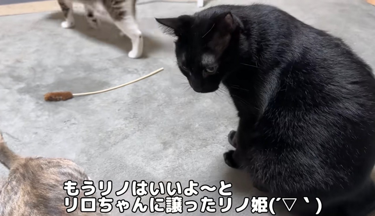 子猫を見つめる黒猫
