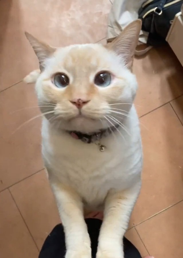 足に手を置く猫