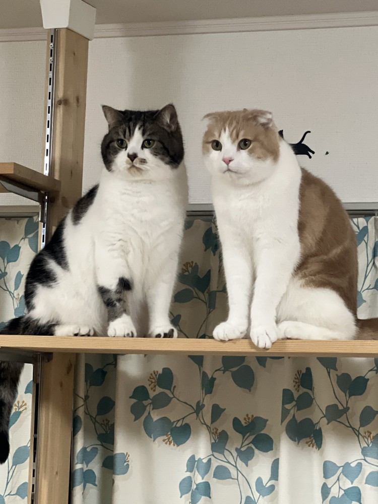 キャットタワーの上から遠くを見つめる2匹の猫