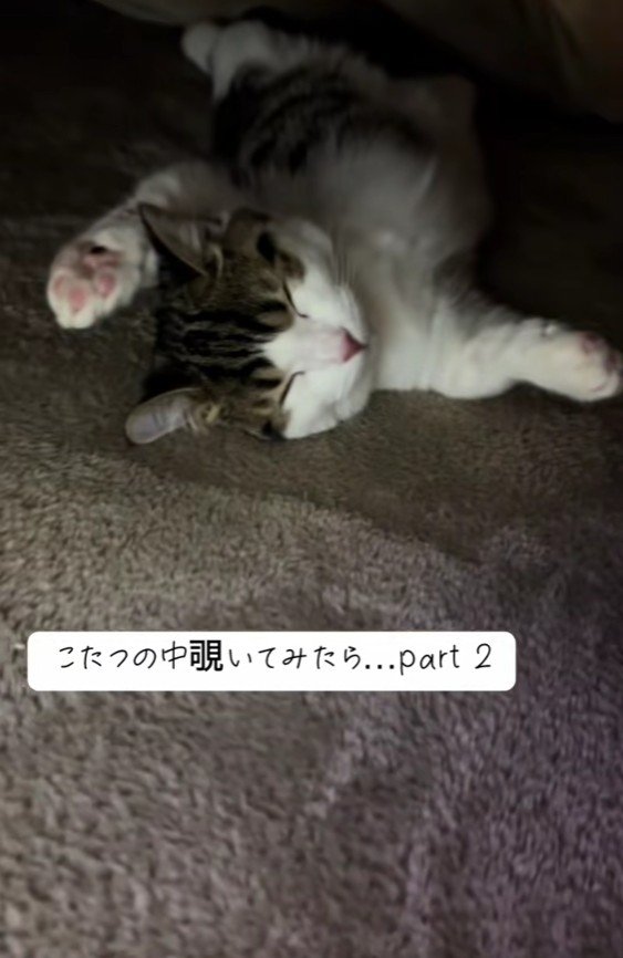 こたつで寝る猫