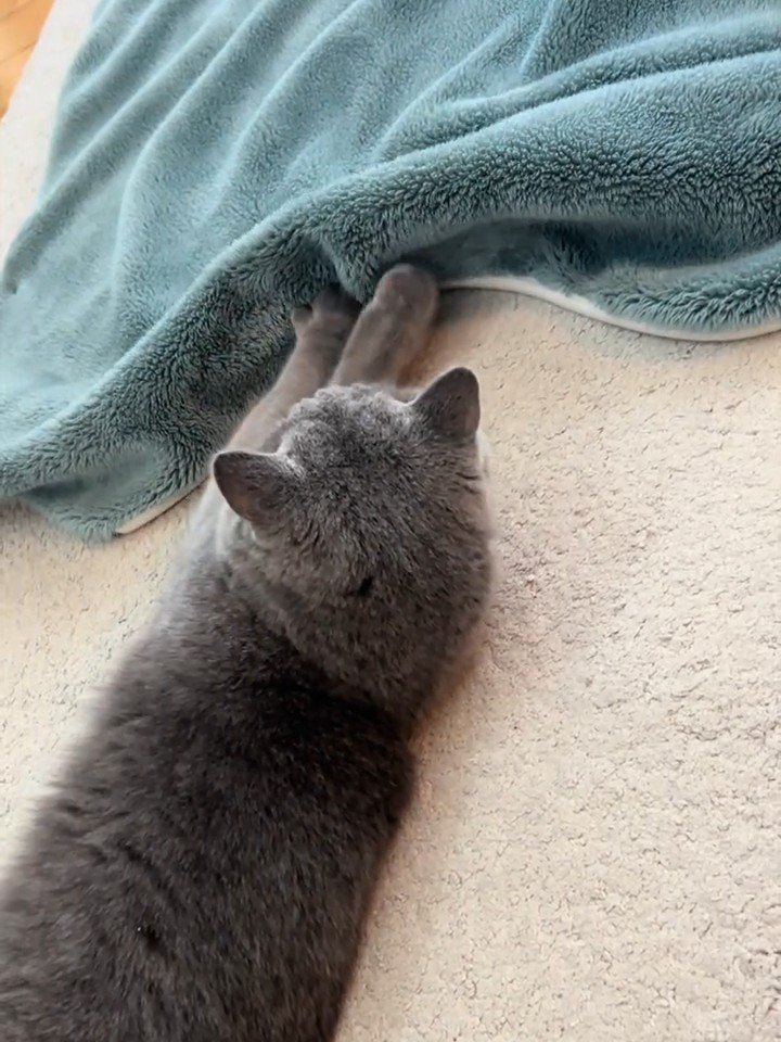 横になってふみふみする猫の後ろ姿