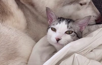 カメラ目線の子猫