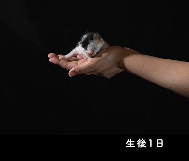生後1日、手のひらに乗るいちえちゃん