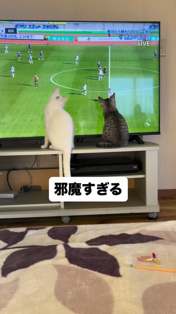 テレビの前に座る2頭の猫