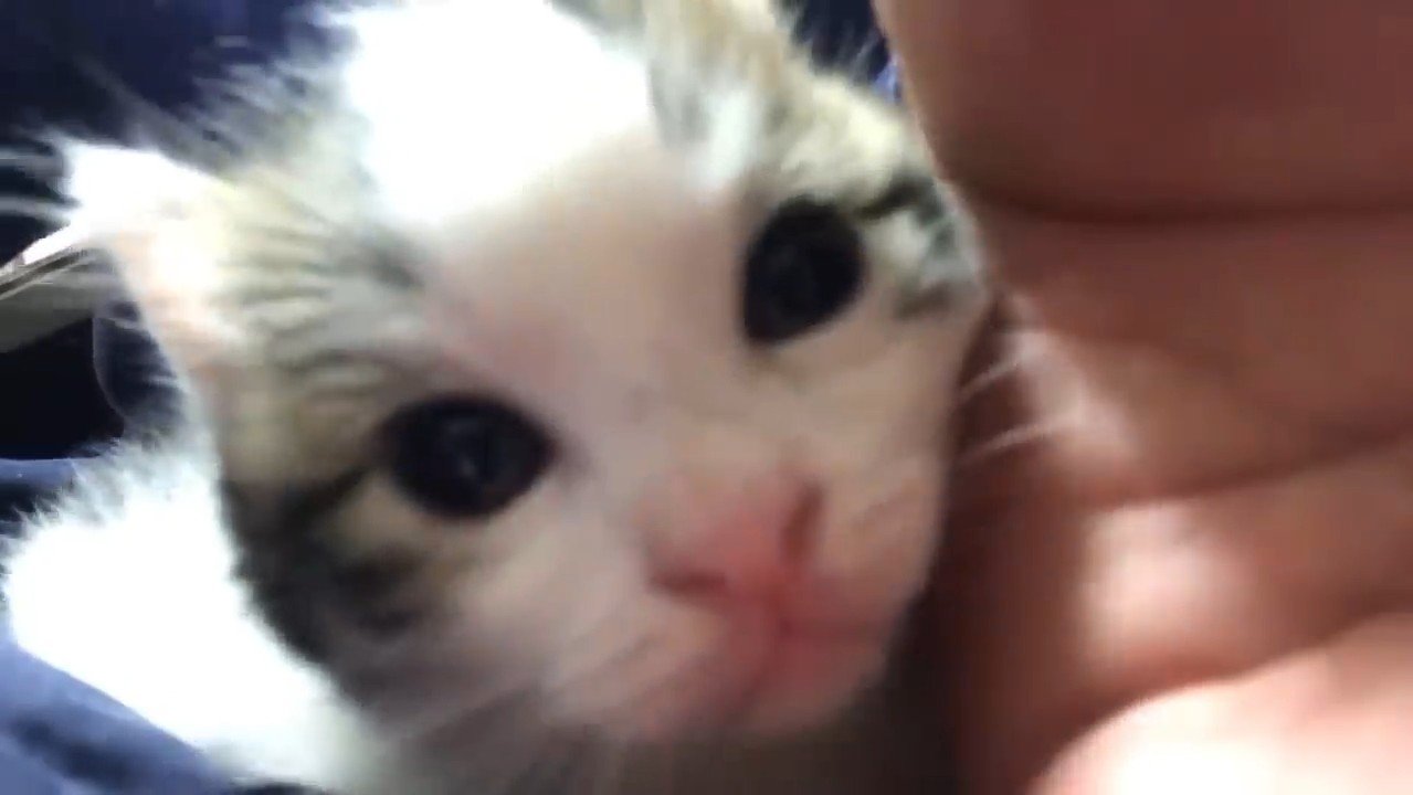 ドアップ