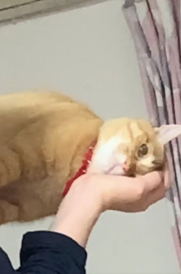 横向きに抱っこされている猫