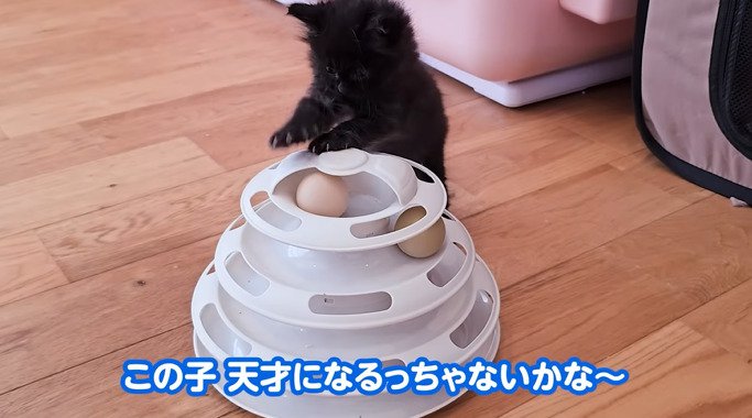 ボールタワーで遊ぶ子猫