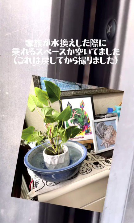玄関の観葉植物