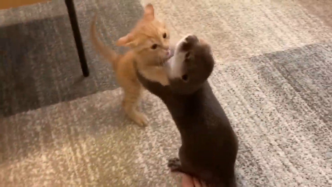 2足立ちするふたり