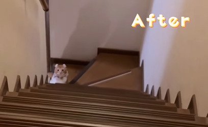 階段下でスタンバイする猫